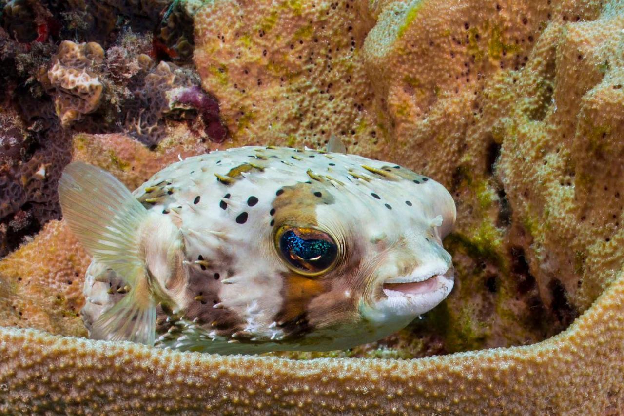 Den Laman - Balloonfish Playa Exteriér fotografie