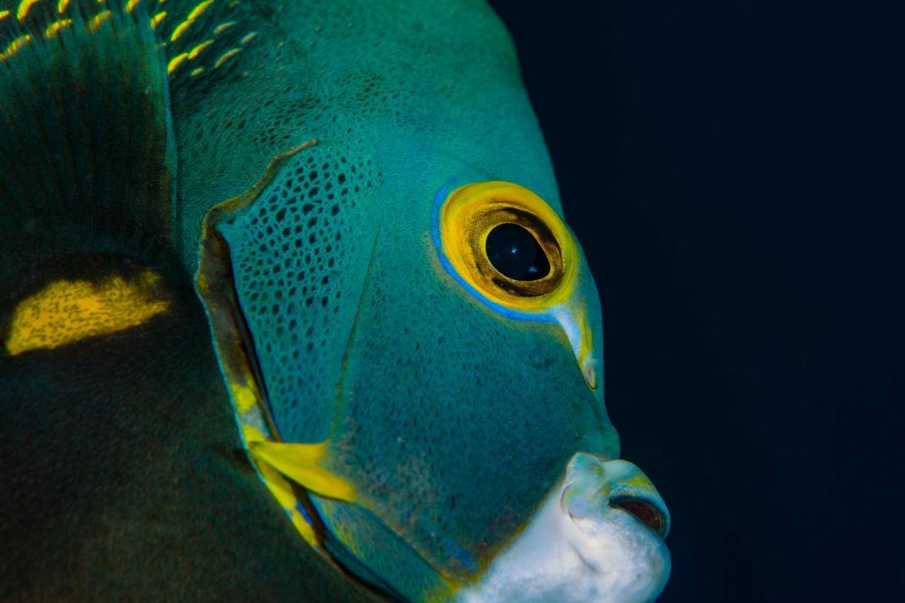 Den Laman - Balloonfish Playa Exteriér fotografie